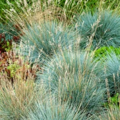 Blau-Schwingel 'Elijah Blue' - Blaues Gras, sofort schön