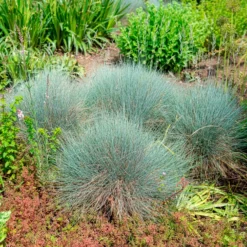 Blau-Schwingel 'Elijah Blue' - Blaues Gras, sofort schön