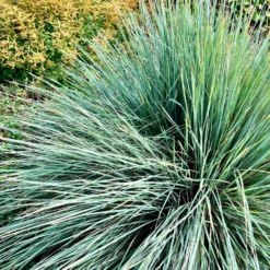 Blaustrahlhafer Pendula - Silberblaue Kugel im Beet