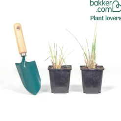 Blaustrahlhafer (x2) - Silberblaue Kugel im Beet