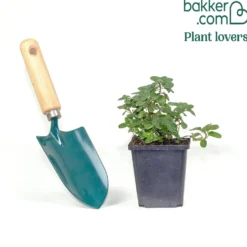 Blüten-Dost 'Rosenkuppel' - Bienenmagnet mit Duft