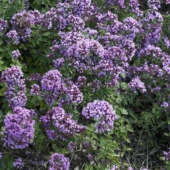 Blüten-Dost 'Rosenkuppel' - Bienenmagnet mit Duft
