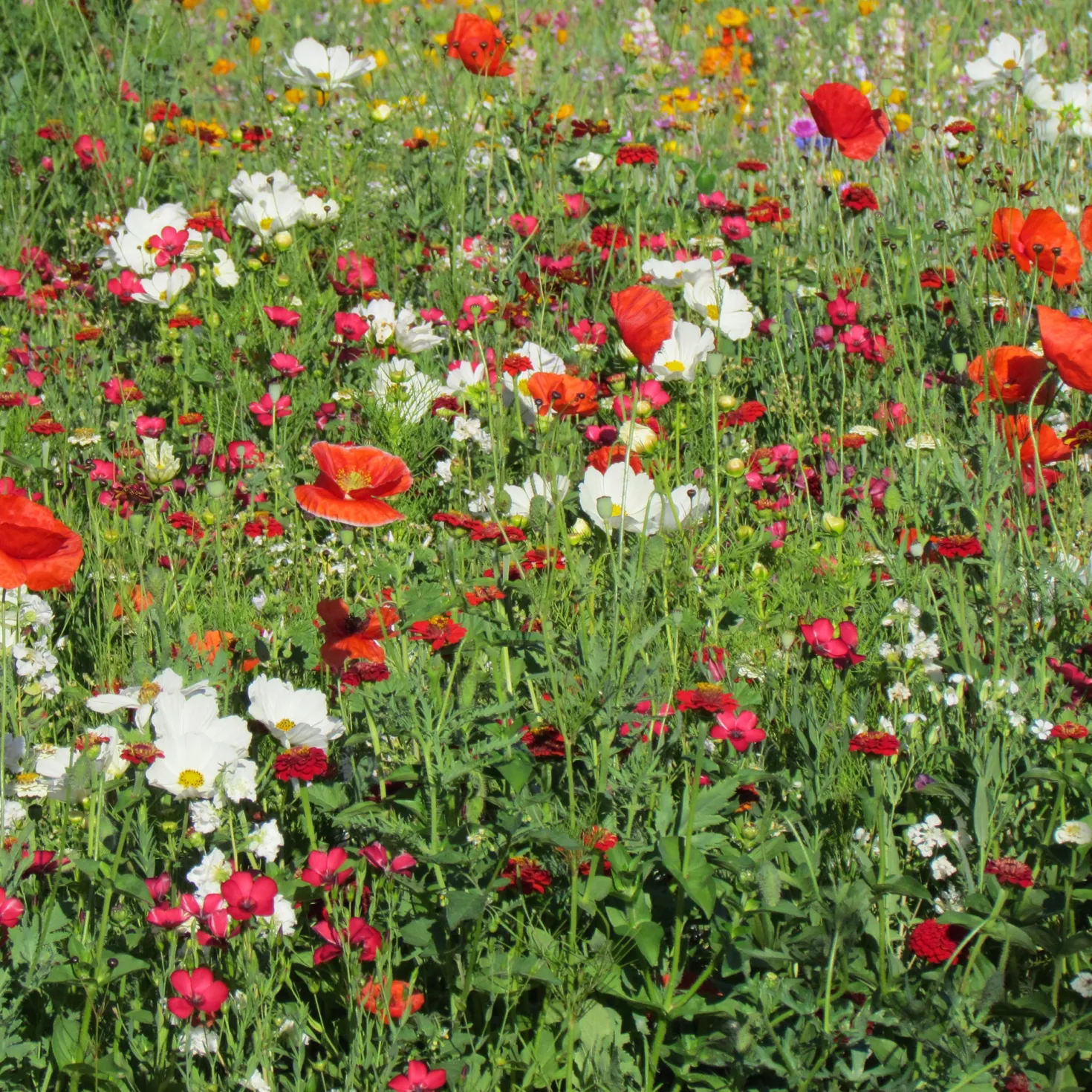 Blütenmischung Vanille-Erdbeere - Duftblüten den ganzen Sommer