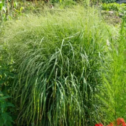 Bläuliche Ruten-Hirse Heavy Metal (x3) - Stahlblaues Gras, sofort schön