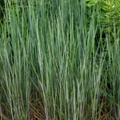Bläuliche Ruten-Hirse Heavy Metal (x3) - Stahlblaues Gras, sofort schön