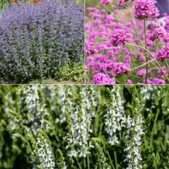 Blumenbeet Lila & Weiß - Sofort ein blühendes Beet