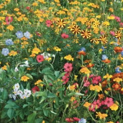 Blumen gegen Kartoffelkäfer - Kartoffeln schützen mit Blüten