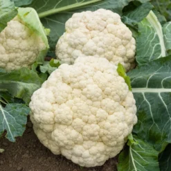 Blumenkohl ‘Merveille de toutes saisons’ - Zart, cremig, leicht geerntet
