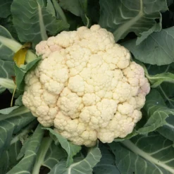 Blumenkohl ‘Merveille de toutes saisons’ - Zart, cremig, leicht geerntet