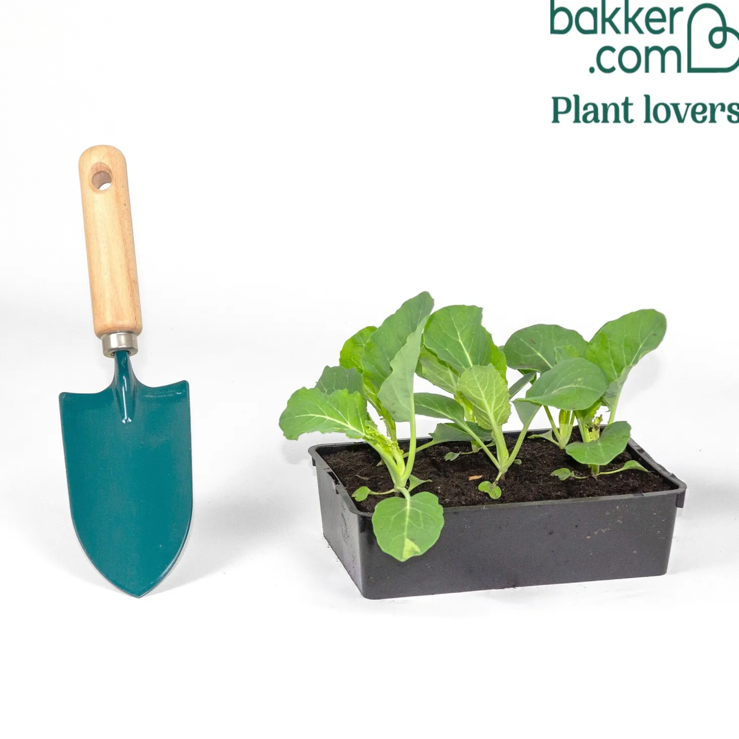 Blumenkohl Novia F1 - Feste Köpfe, sichere Ernte