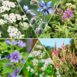 Blumenmischung für Fauna und Flora - Ein Sommer voller Leben
