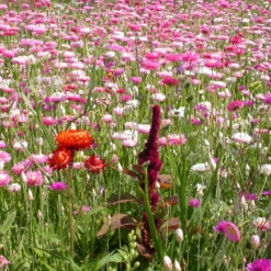 Blumenmischung für Trockenblumensträuße - Trockensträuße das ganze Jahr