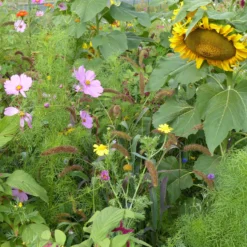 Blumenmischung für Vögel - Ein Garten voller Leben