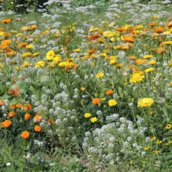 Blumenmischung gegen Blattläuse - Blattläuse weg, Blüten da