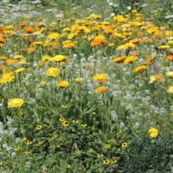 Blumenmischung gegen Blattläuse - Blattläuse weg, Blüten da