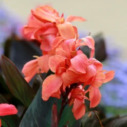 Blumenrohr 'Angélique' - Exotik ohne Aufwand