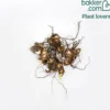 Blumenrohr Mischung (x4) - Tropen-Look für Ihren Garten