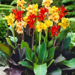 Blumenrohr Mischung (x4) - Tropen-Look für Ihren Garten