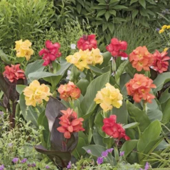 Blumenrohr Mischung (x4) - Tropen-Look für Ihren Garten