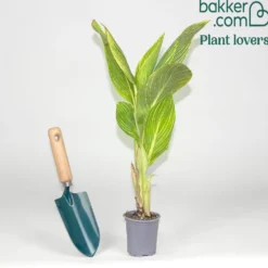 Blumenrohr Tropicanna Gold - Exotik im Garten sofort