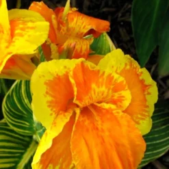 Blumenrohr Tropicanna Gold - Exotik im Garten sofort