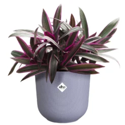 Blumentopf Jazz lila ELHO - Sofort mehr Farbe im Raum