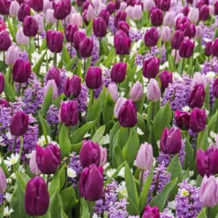 Blumenzwiebel-Mischung 'Royal Purple' (x25) - Lila Blütenmeer im Frühling