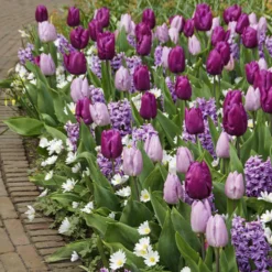 Blumenzwiebel-Mischung 'Royal Purple' (x25) - Lila Blütenmeer im Frühling