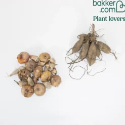 Blumenzwiebel Mischung 'The Purple Bag' (x20) - 20 Zwiebeln, ein Farbrausch