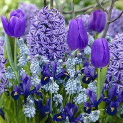 Blumenzwiebeln Blauer Rand-Mischung (x35) - Ein blaues Blütenband