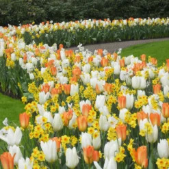 20 Blumenzwiebeln für Frühlingsbeet - Farbenfroh in einem Griff