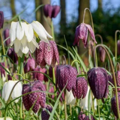Blumenzwiebeln-Mischung ‘Butterfly Food’ (x70) - Nahrung für Schmetterlinge