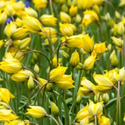 Blumenzwiebeln-Mischung ‘Butterfly Food’ (x70) - Nahrung für Schmetterlinge