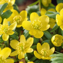 Blumenzwiebeln-Mischung ‘Butterfly Food’ (x70) - Nahrung für Schmetterlinge