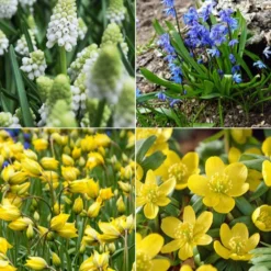 Blumenzwiebeln-Mischung ‘Butterfly Food’ (x70) - Nahrung für Schmetterlinge
