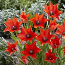 Blumenzwiebeln-Mischung ‘6 Monate Blüte’ (x100) - 6 Monate Blüte am Stück