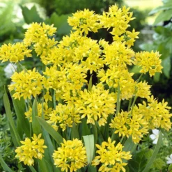 Blumenzwiebeln-Mischung ‘6 Monate Blüte’ (x100) - 6 Monate Blüte am Stück