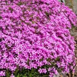 Blumiger Teppich in Rosa - Rosa Blütenteppich ganz easy