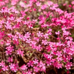Blumiger Teppich in Rosa - Rosa Blütenteppich ganz easy