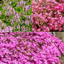 Blumiger Teppich in Rosa - Rosa Blütenteppich ganz easy