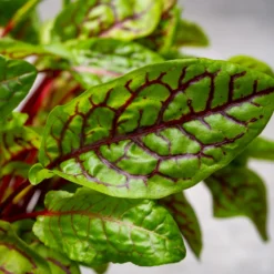 Blut-Ampfer ‘Bloody Dock’ - Zitronig-frisch im Salat