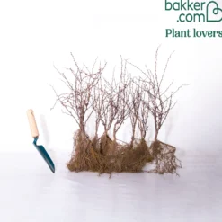 Blut-Berberitze ‘Atropurpurea’ Hecke - Rote Hecke, sofort ein Blickfang