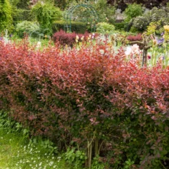 Blut-Berberitze ‘Atropurpurea’ Hecke - Rote Hecke, sofort ein Blickfang
