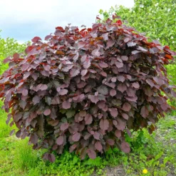 Bluthasel 'Purpurea' - Rotes Laub, echte Nüsse