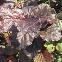 Bluthasel 'Purpurea' - Rotes Laub, echte Nüsse