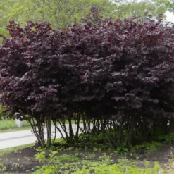 Bluthasel 'Purpurea' - Rotes Laub, echte Nüsse