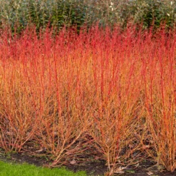 Blutroter Hartriegel Midwinter Fire - Feuerfarben im Winter