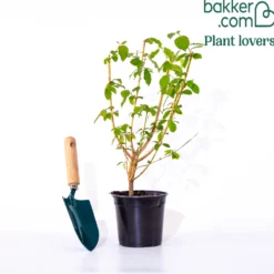 Blutroter Hartriegel Winter Flame ® Anny - Feuerrote Zweige im Winter