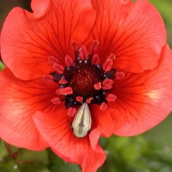 Blutrotes Fingerkraut - Rotes Blütenmeer den ganzen Sommer