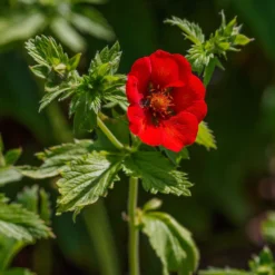 Blutrotes Fingerkraut - Rotes Blütenmeer den ganzen Sommer